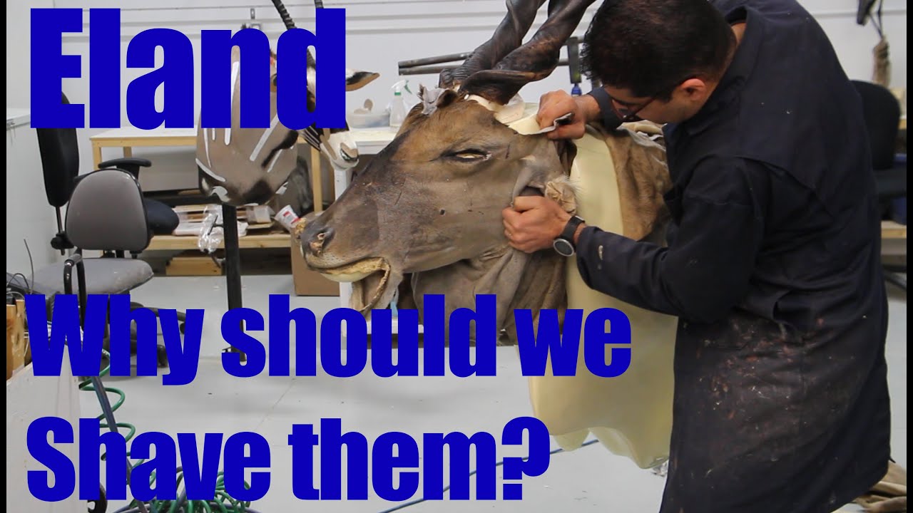Giant Eland Taxidermy, .. why you should shave them more...Shoulder mount Part 1 of 2