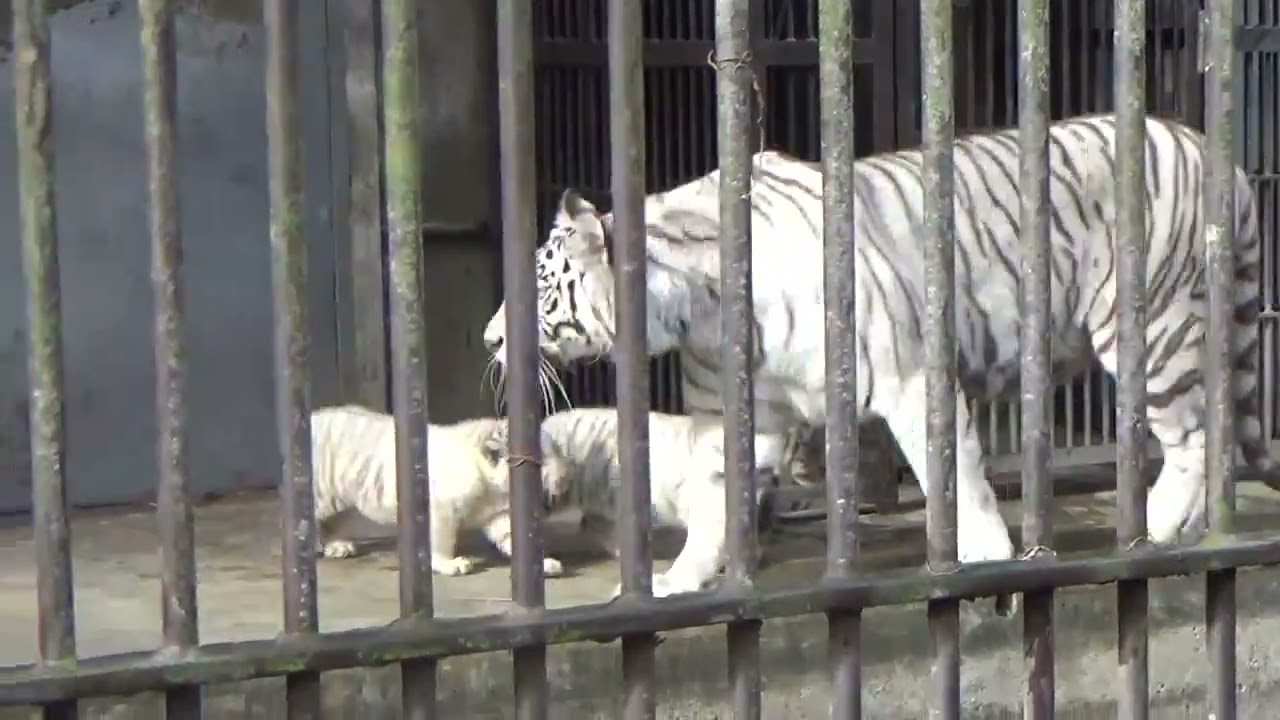 2023.12.16 宇都宮動物園☆ホワイトタイガーの双子の赤ちゃん公開初日①