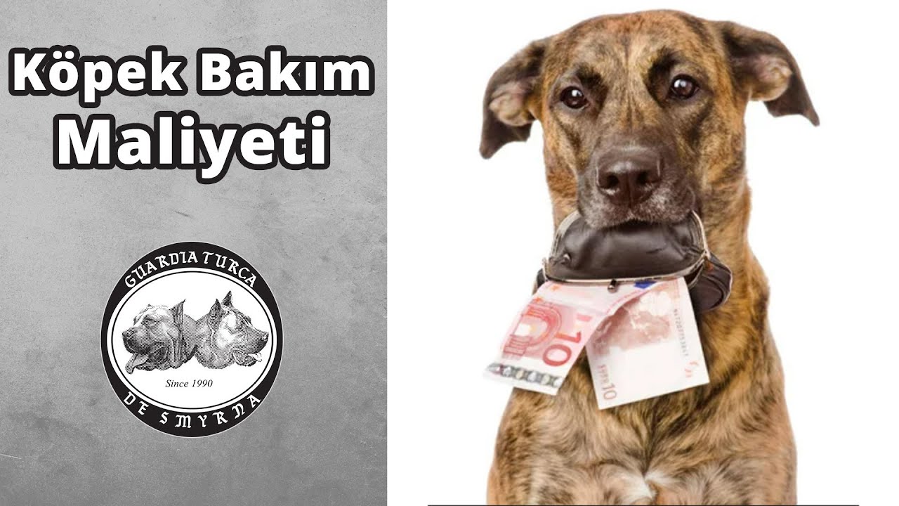 Köpek Besleme Maliyeti