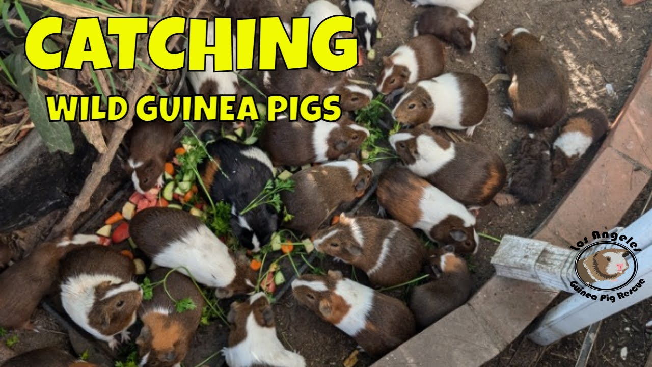 Wild Guinea Pigs Roundup Rescue