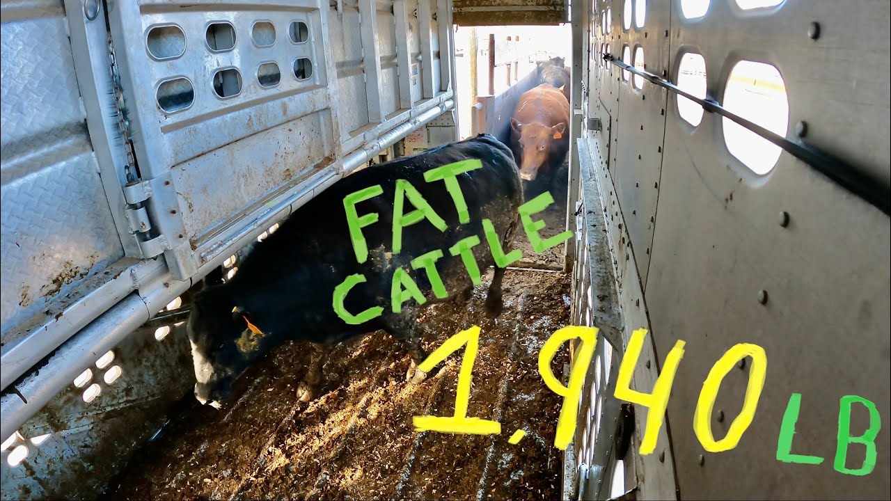 Loading Some Big Ole Fat Cows, 1,940 LB | Livestock Loading