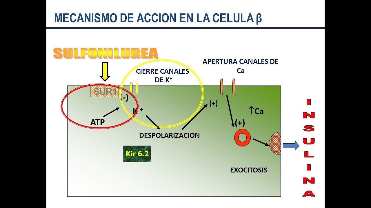 SULFONILUREAS primera parte ; farmacocinetica y farmacodinamia