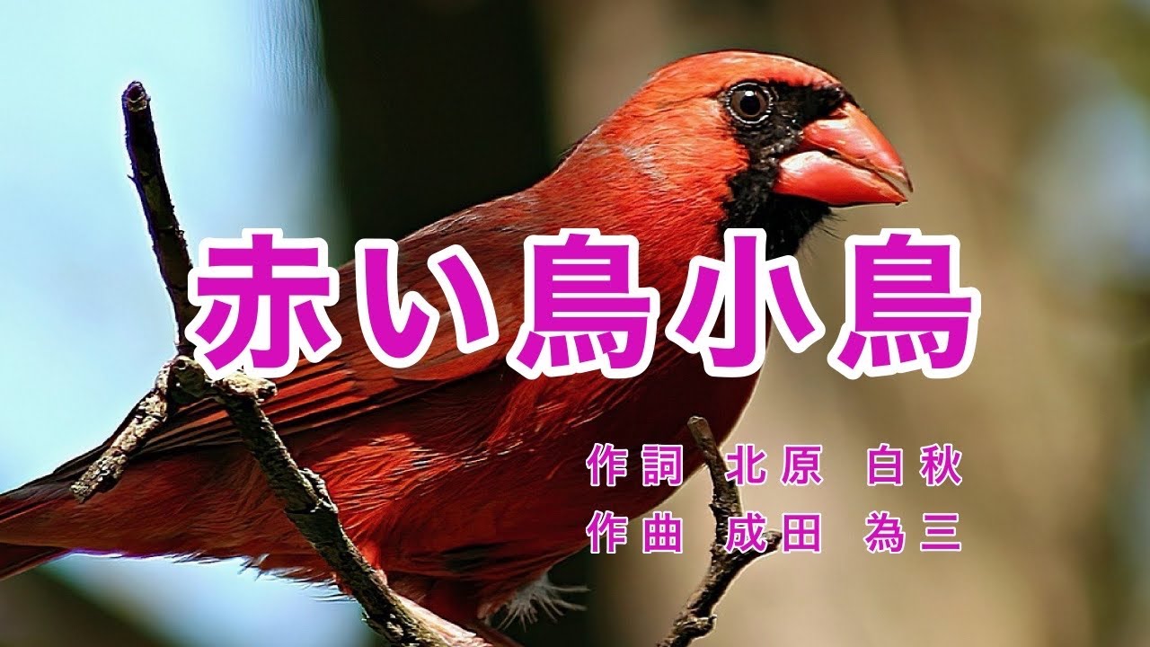 赤い鳥小鳥｜歌詞付き｜赤い鳥 小鳥 なぜなぜ赤い