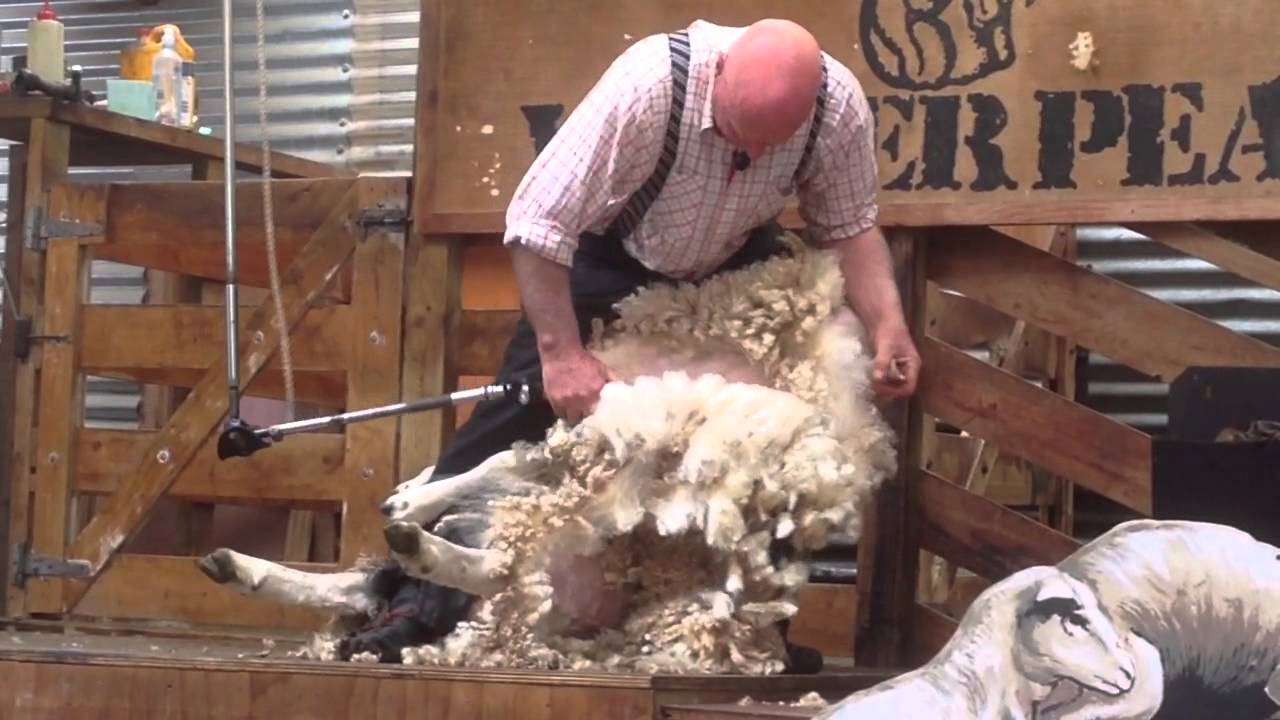 2014 紐西蘭剪羊毛秀 Sheep Shearing for wool in New Zealand
