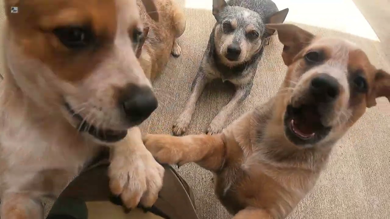 66 Days Old Australian Cattle Dog Miniature Puppy 4/29/2022 Part 1