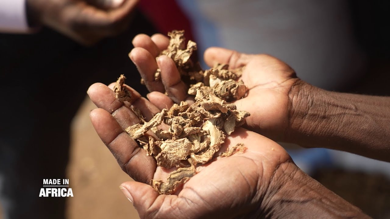 Made In Africa  du 26 juin 2025 : le marché du gingembre en Côte d'Ivoire