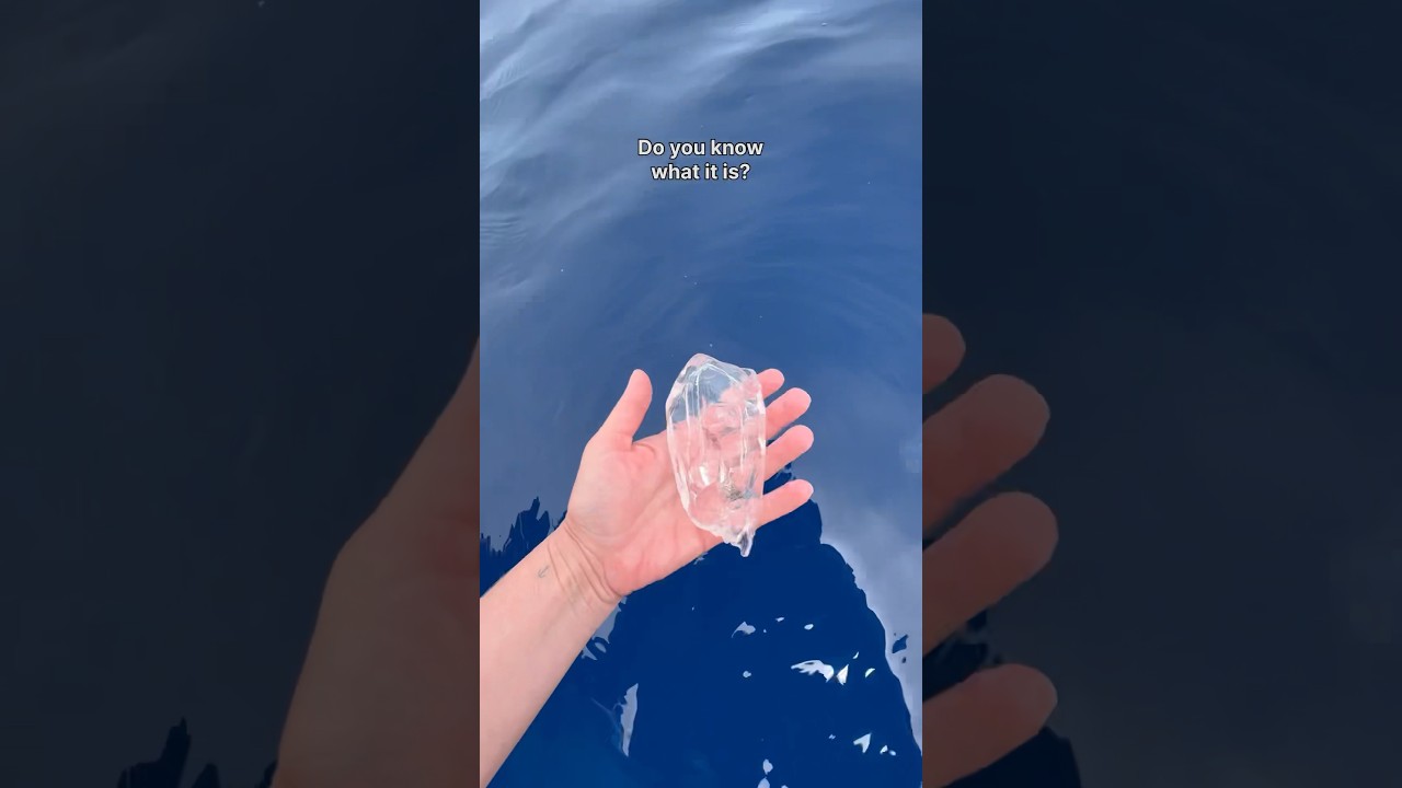 WHAT IS THAT!? #ocean #diving #salp