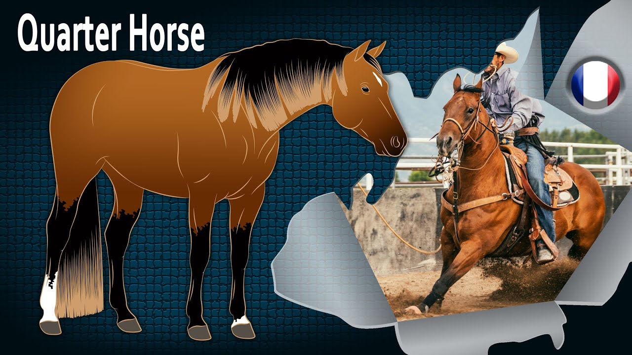 Quarter Horse, la race de chevaux la plus répandue au monde, Races de chevaux