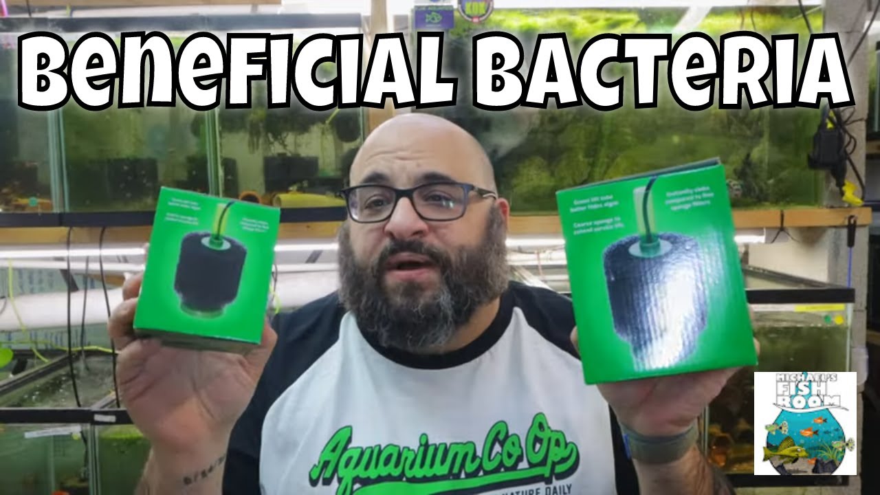 Will adding more filtration help the Beneficial Bacteria Grow?
