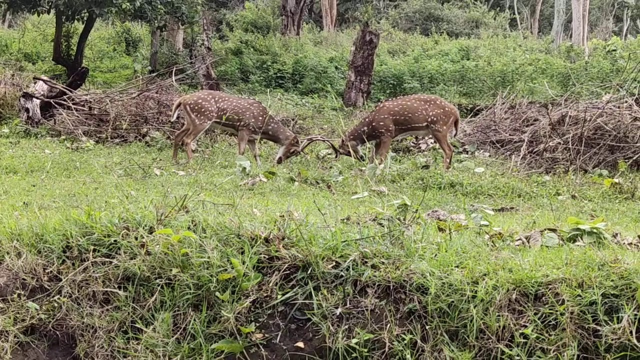 Dear Best Fight on Forest