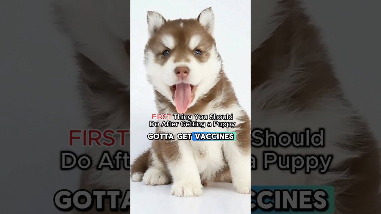 Parvovirus: The Silent Killer Every Puppy Owner Must Fear