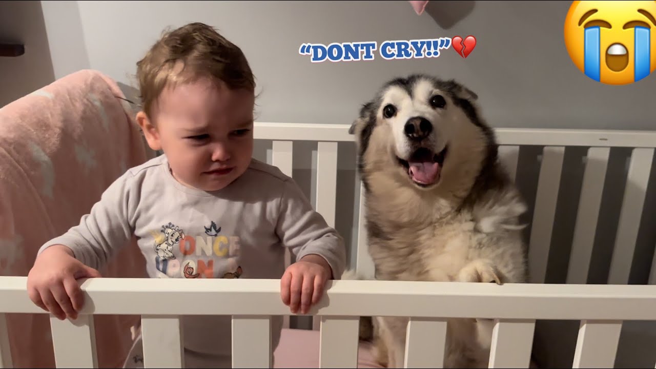Лучший способ отучить малыша плакать! 😭. Приведите хаски! 💖. [САМАЯ МИЛАЯ РЕАКЦИЯ НА СВЕТЕ!!]