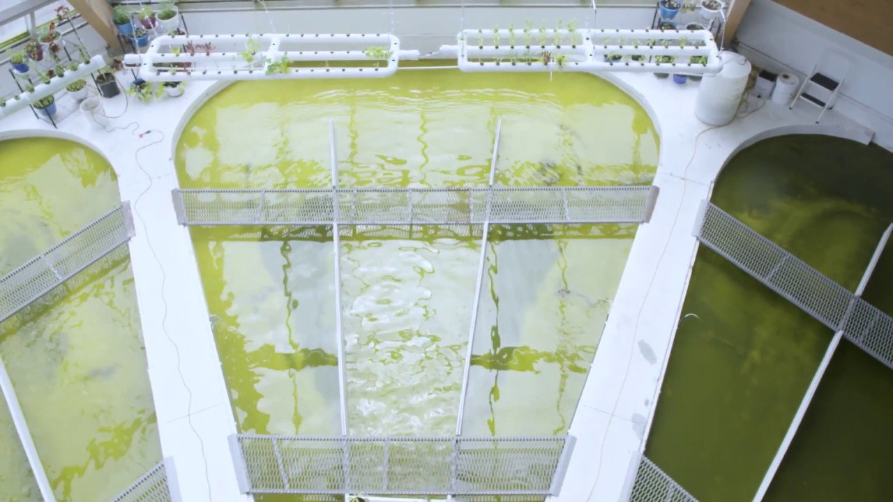 A brief look at Algae AquaCulture Technology Green POWER HOUSE