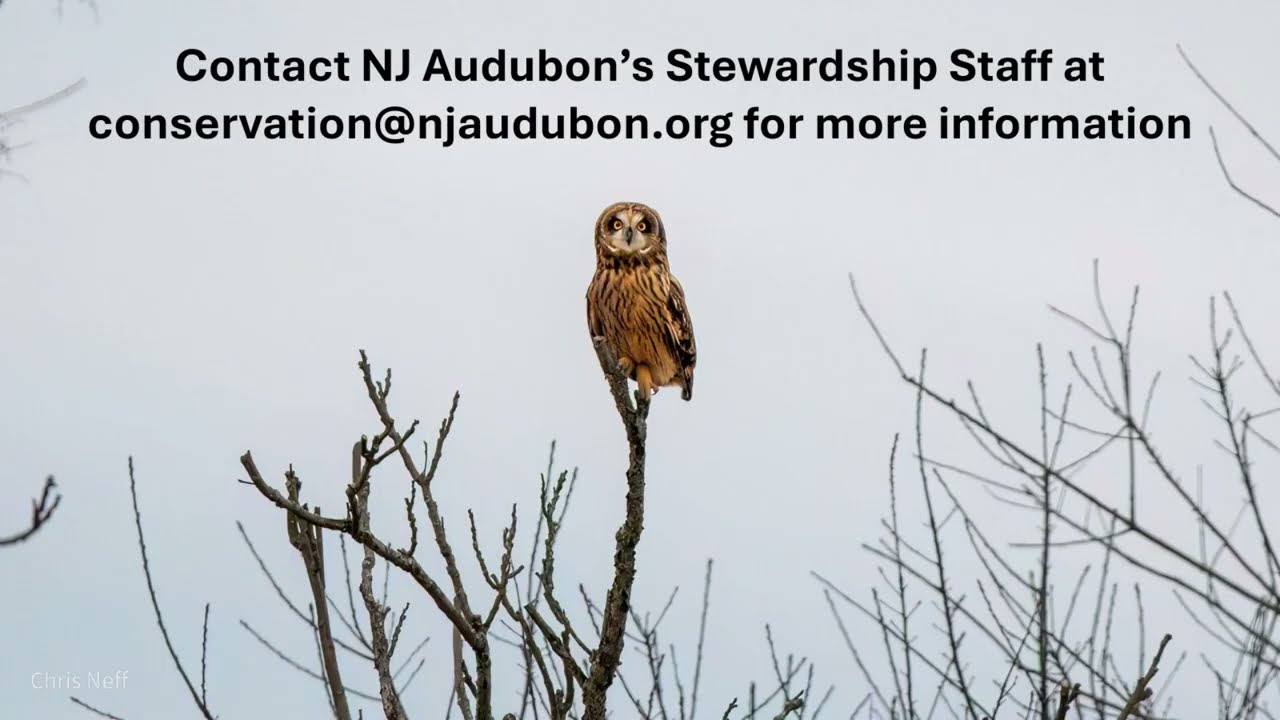 Managing Habitat for Grassland Birds