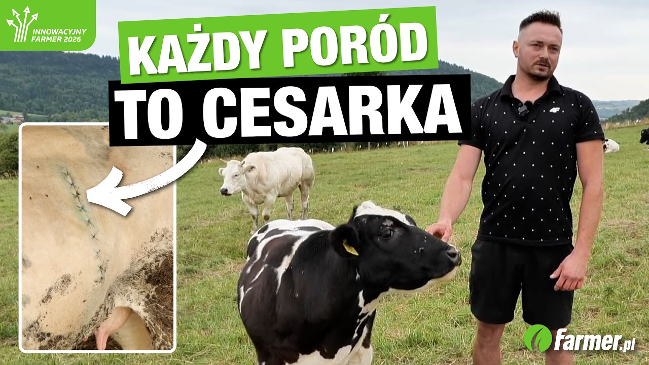 Małe stado, gigantyczny zysk! Hoduje te 