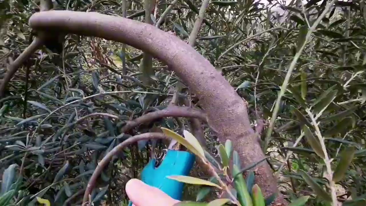 Ulivo. Le dicotomie e rami esausti. potatura a vaso.