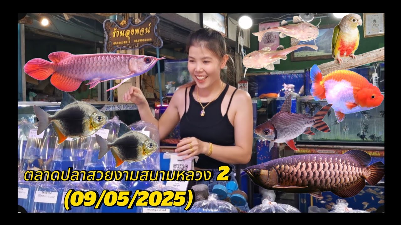 ตลาดปลาสวยงาม​สนามหลวง​ 2​ (ตลาด​ธนบุรี)​🐟9/05/2025