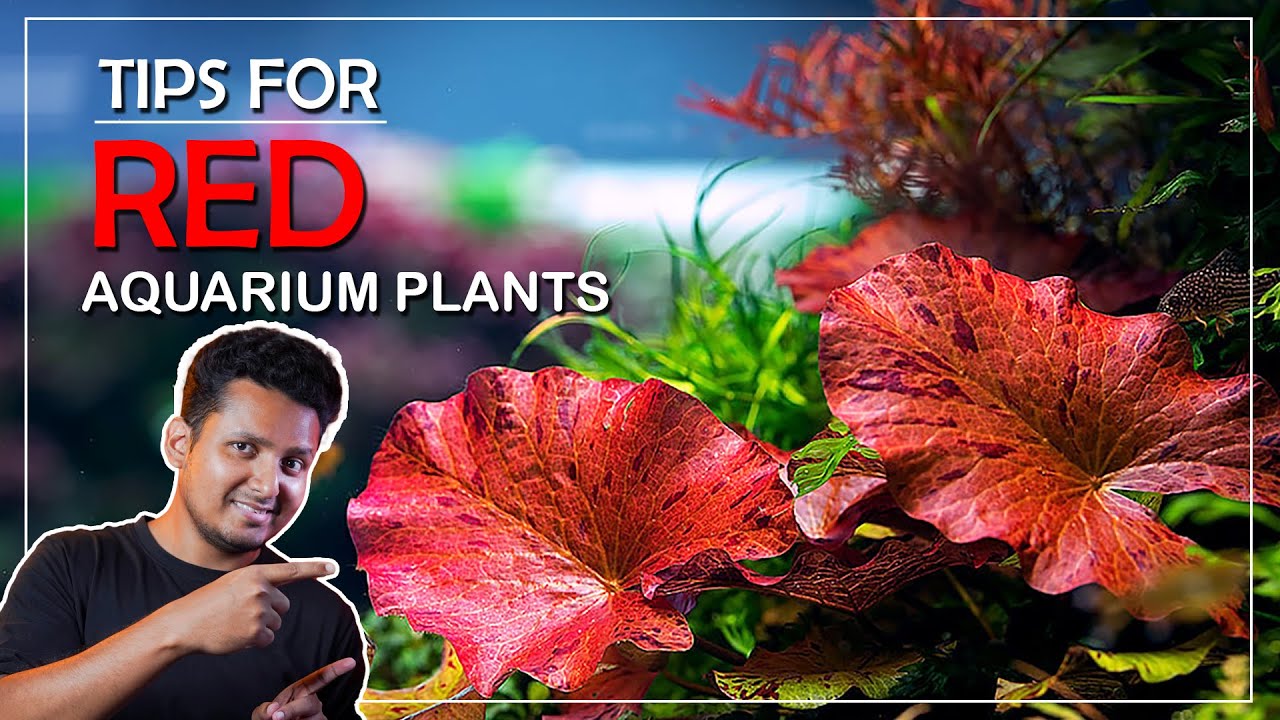 Tips For Red Aquarium Plants | অ্যাকুরিয়ামে লাল গাছ লাল করুন খুব সহজ উপায়ে ।