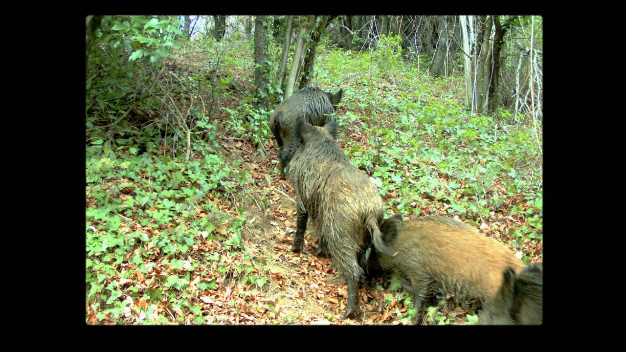 Els senglars a les Reserves Naturals del Montseny
