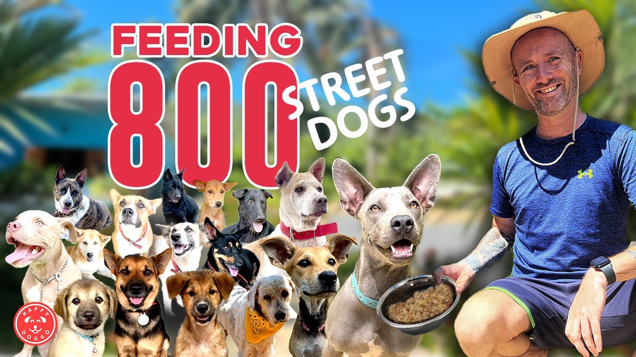 How We Feed 800 Street Dogs A Day In Thailand