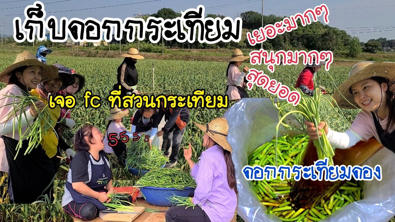 EP.351 |ไปเก็บดอกกระเทียมกับเเม่ย่า สุดยอดไปเลย มันเยอะมากๆ เจอfcขอถ่ายรูปด้วยจ้า ซอดีใจมากจ้า😍