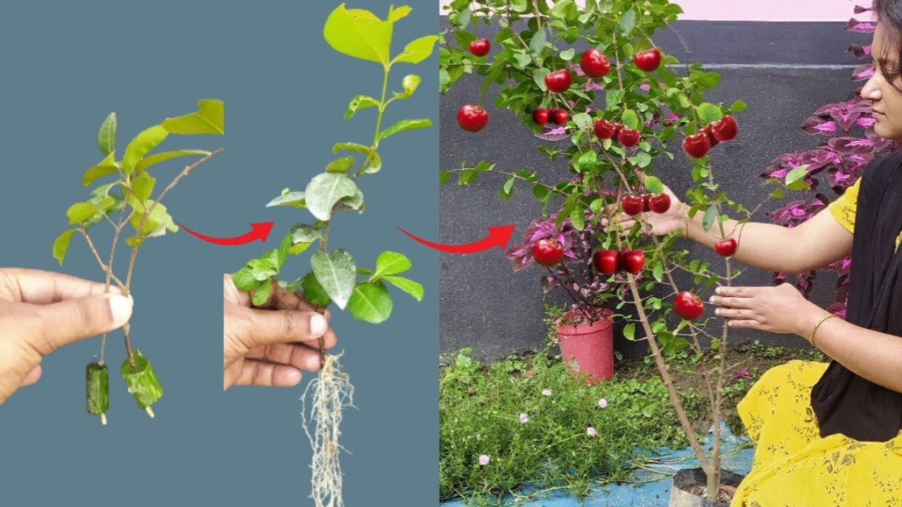 Best way to grow a cherry plant from cuttings. How to propagate a Cherry tree.#cuttings