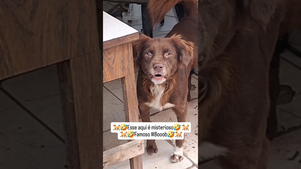 Booob misterioso😅#pets #petsfofinhos #dogs #memes #cachorrosdivertidos #cachorro #bob #misterioso