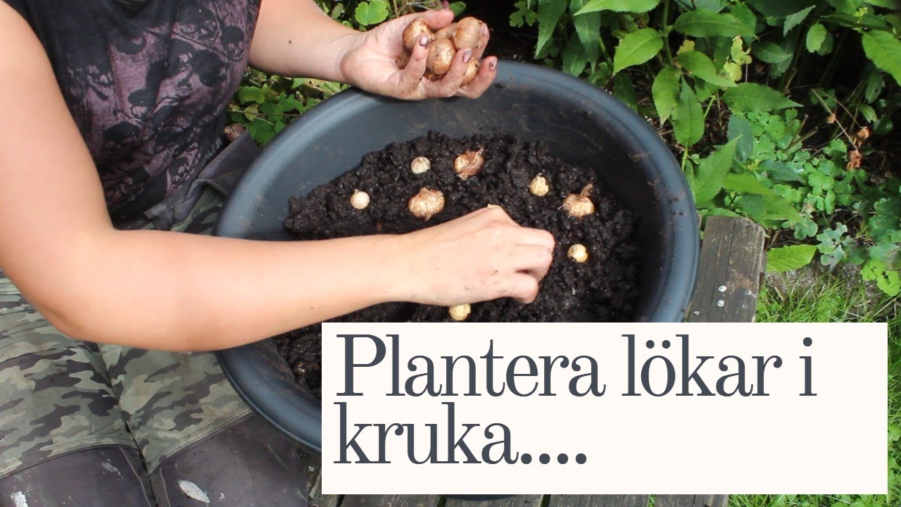 Plantera Lökar i Kruka!