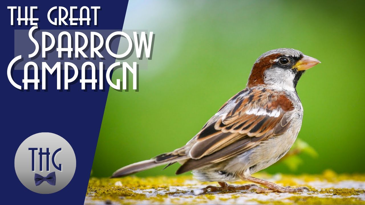 When China went to war against the sparrows
