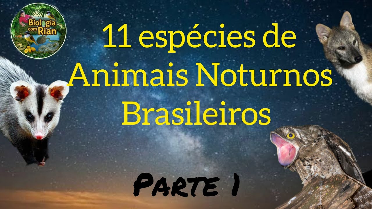 Conheça 11 espécies de animais Noturnos Brasileiros