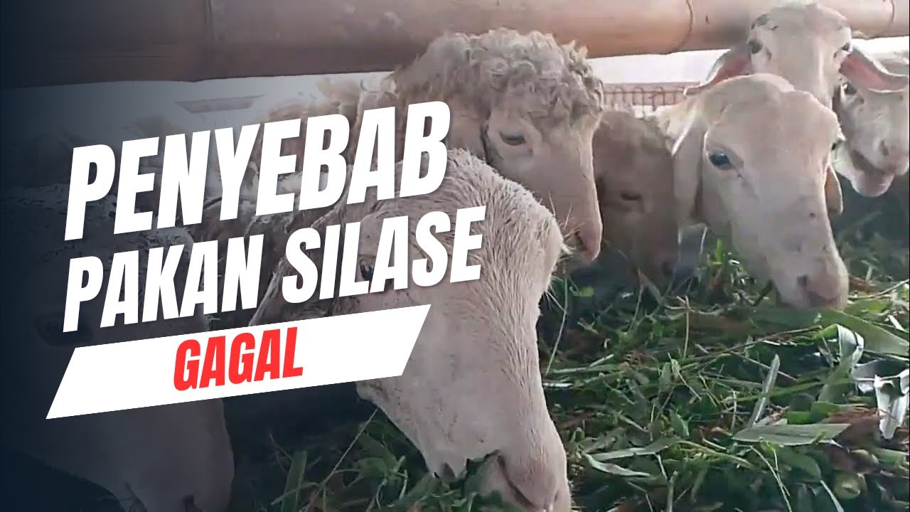 kegagalan pembuatan pakan silase dan solusinya - biar tidak rugi