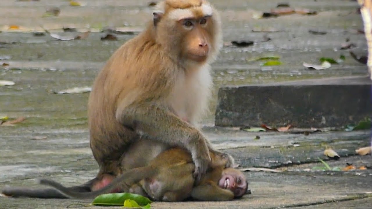 Mother Monkey Joanna take care and comfort Little Monkey Jesica