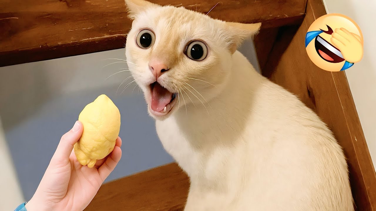 Funniest Cats and Dogs Clips 2025 😹🐶 | Try Not To Laugh Challenge 😂 #funnycats #funnydogs