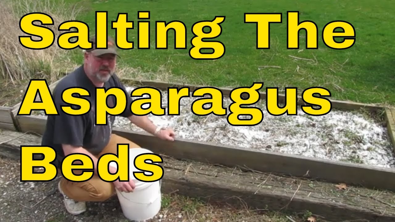 Salting The Asparagus Beds & More   OCL Vlog #16