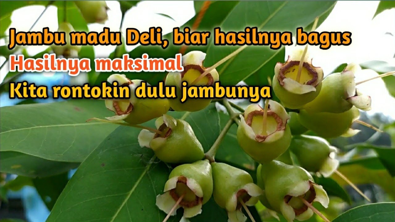 Cara sortir  jambu madu Deli hijau #tabulampot #jambu #jambuair #jambumadudeli