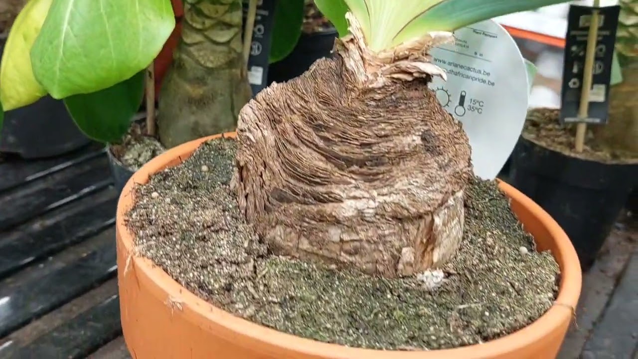 Boophone disticha