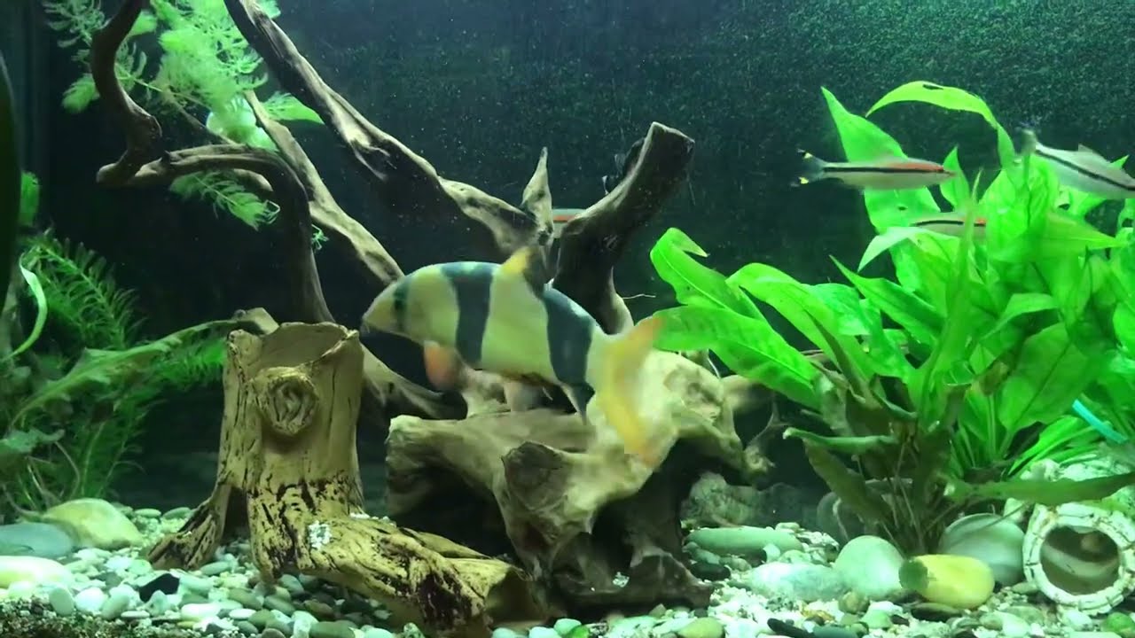 Большая боция клоун прячется в коряге | Big clown loach is hiding in the shelter