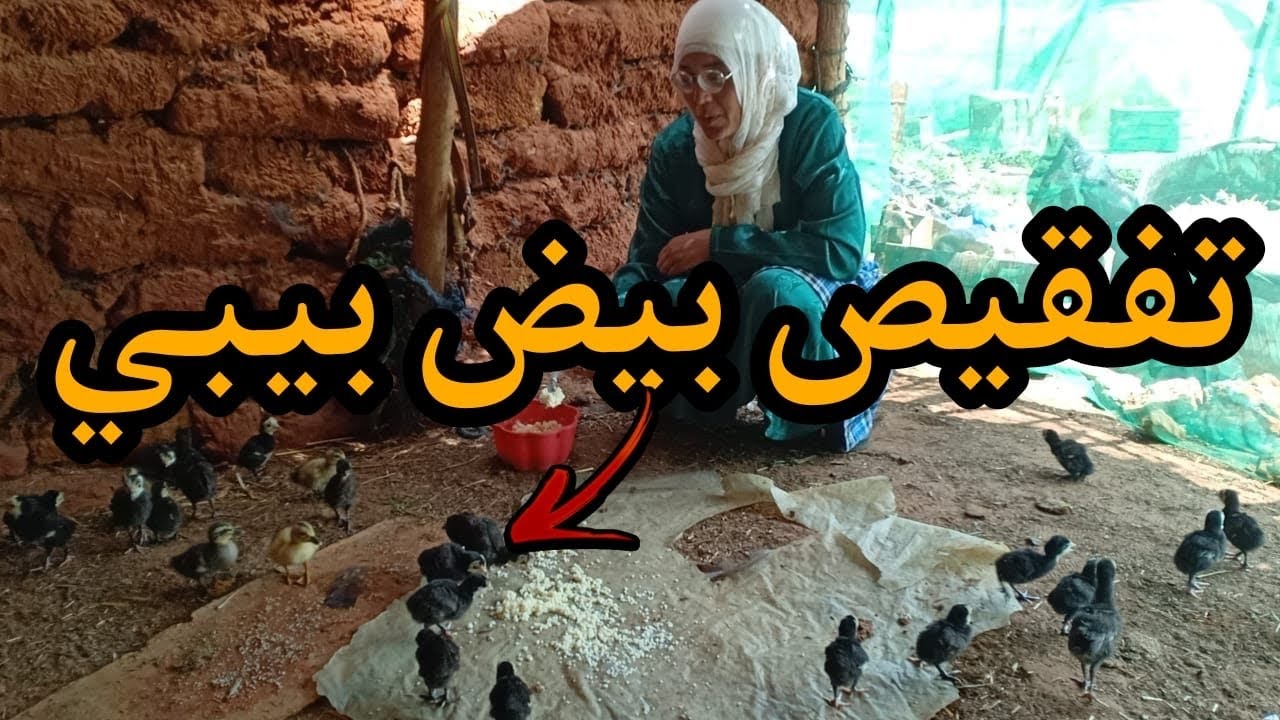 بيبية خرجات ولوخرى مرضات بالبرغوت شنو الدوا لي غادير ليها سميرة وشحال دالكتاكت لولاو عندها دبيبي