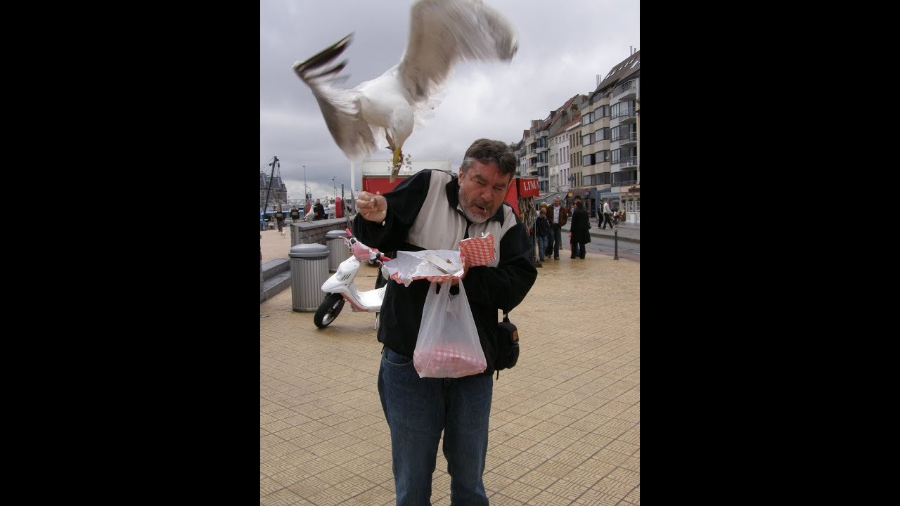 Seagulls Attack and its Hilarious!!!