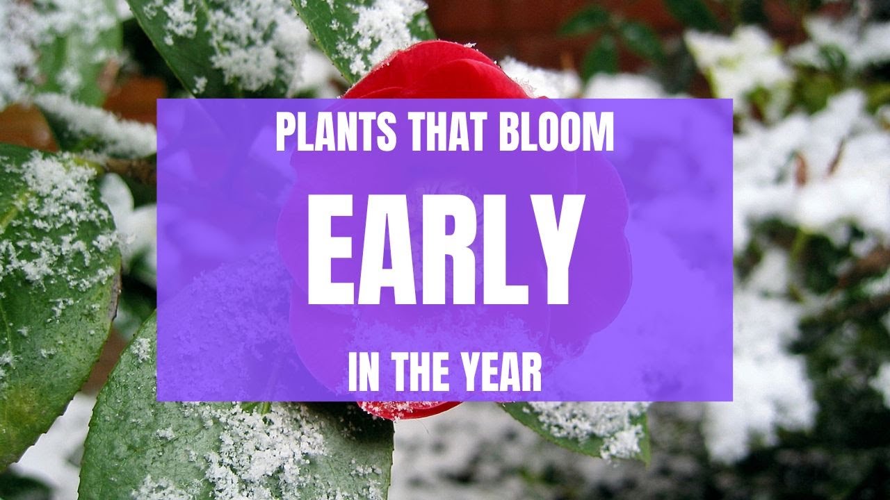 Garden Plants For EARLY SPRING Colour [My Favs]