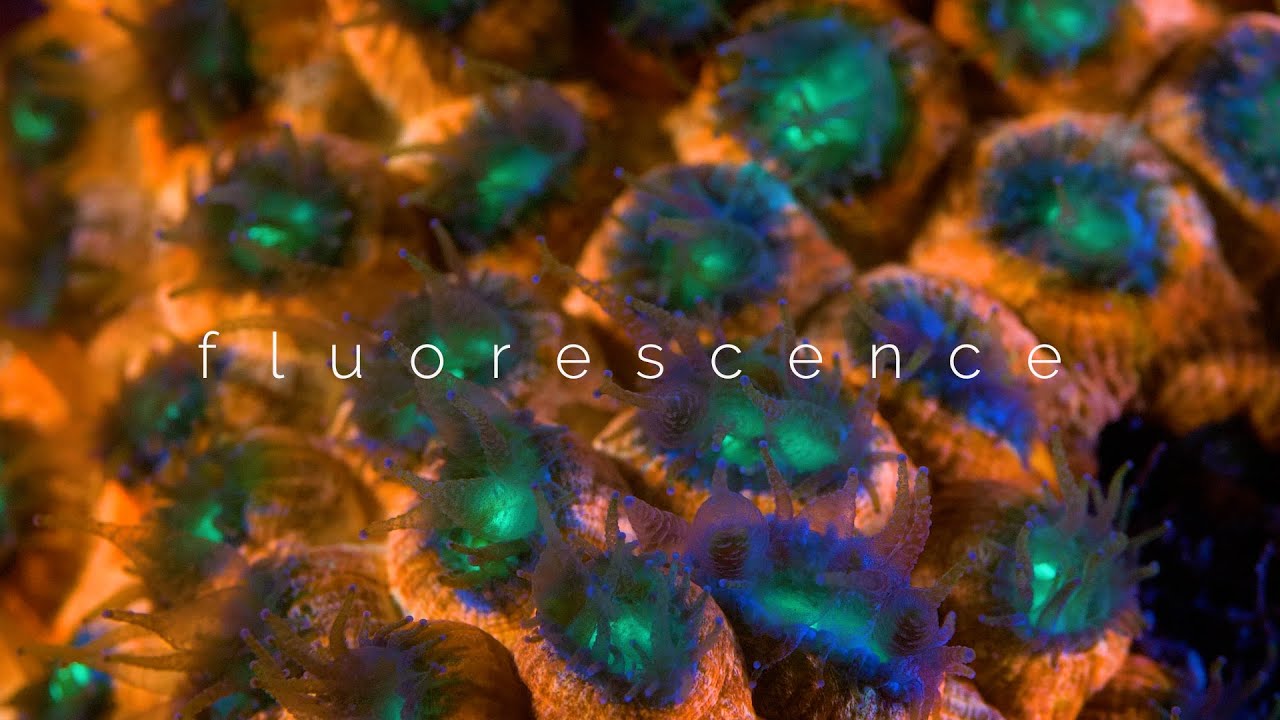 EPISODE 03 - Underwater Coral Fluorescence / SECORE's DIVE IN SERIES