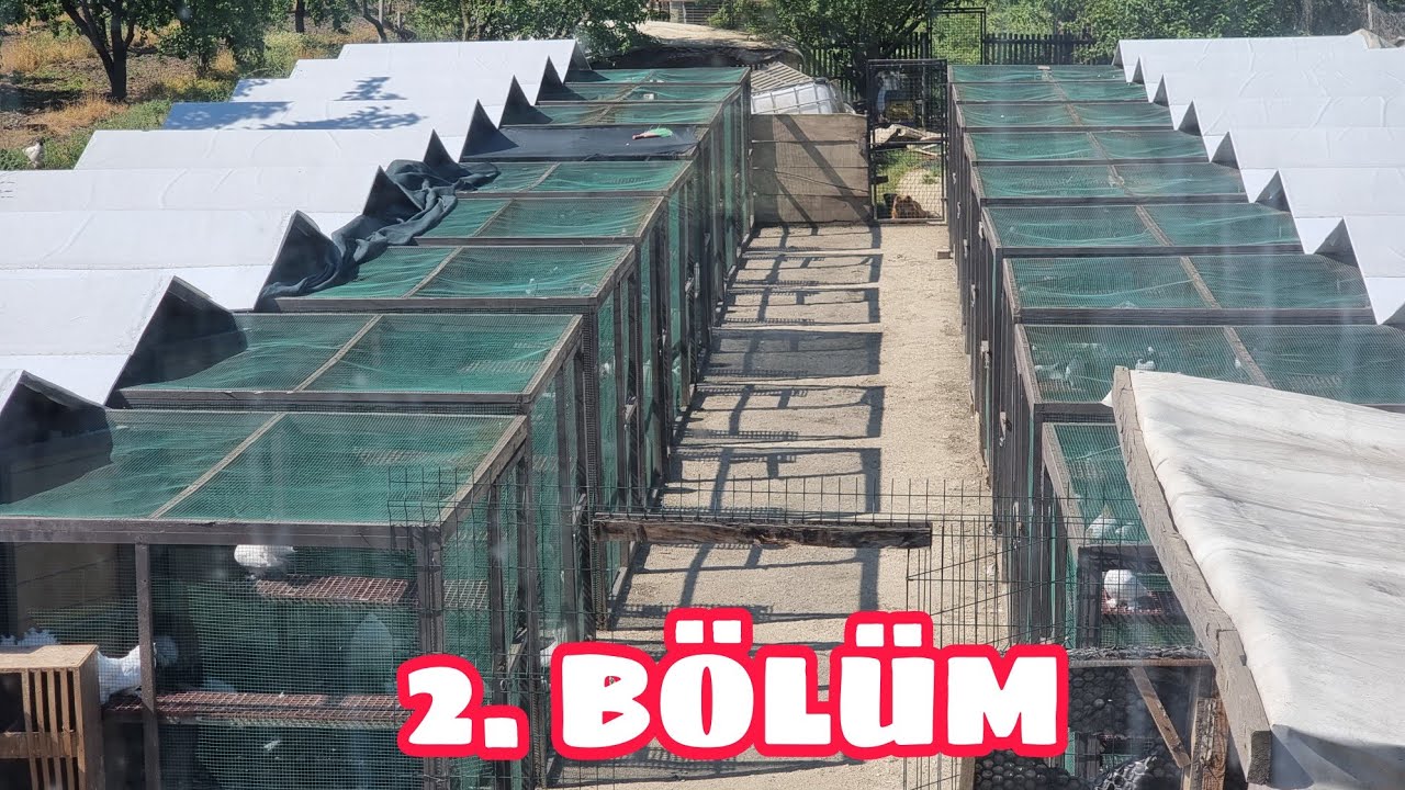 FERHAT ÖZTÜRK GÜVERCİN ÇİFTLİĞİ BÖLÜM  2