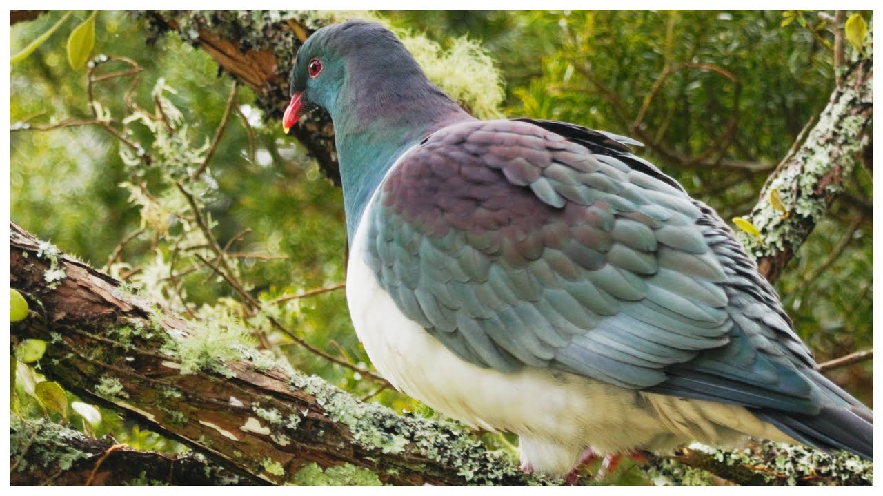 New Zealand KERERU Wood Pigeons Call & Feed in Native Forest