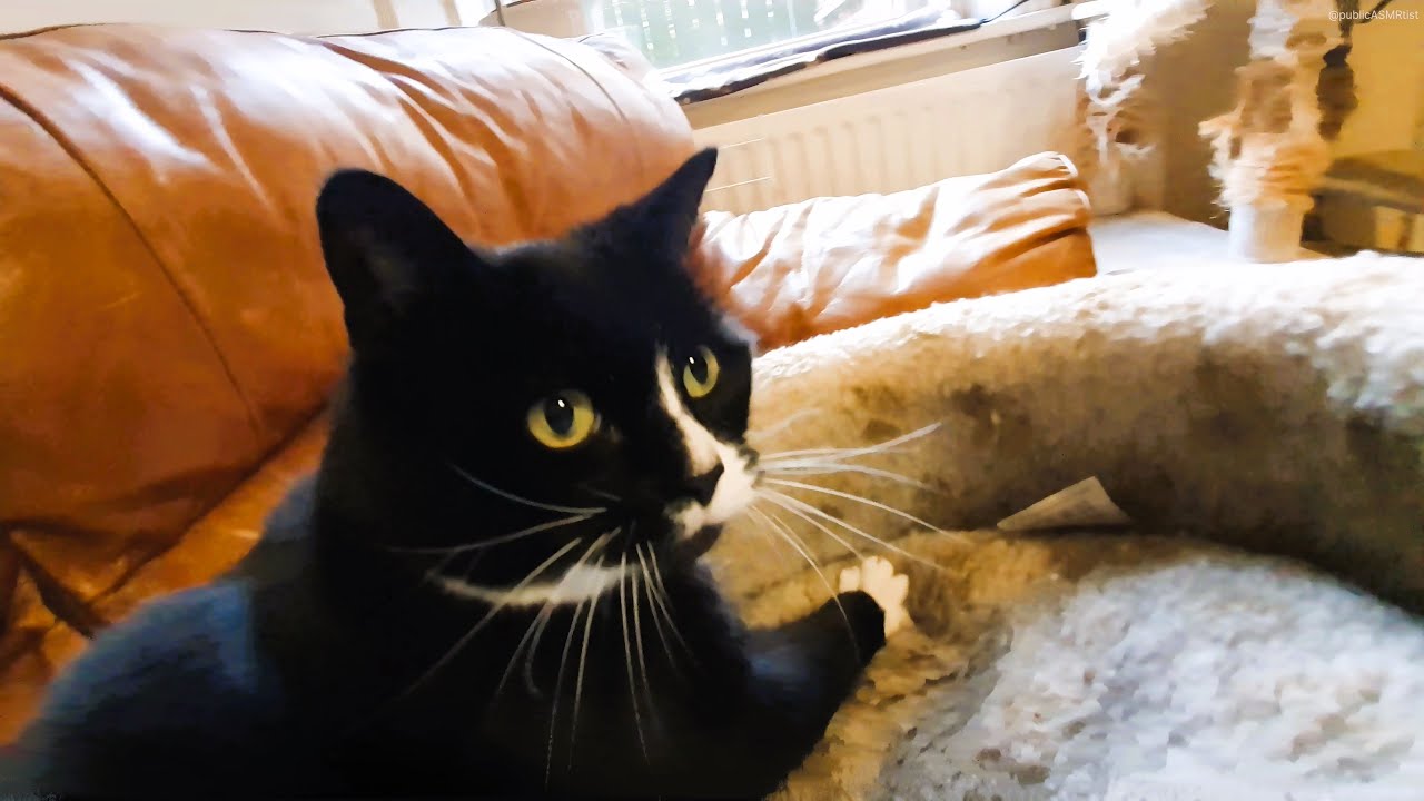 ASMR Cat Sounds and Living Room Tour