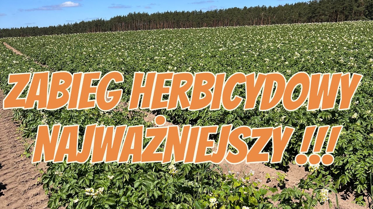 Idealna mieszanina herbicydowa w uprawie ziemniaka ? Sprawdzony sposób na „chwasty”