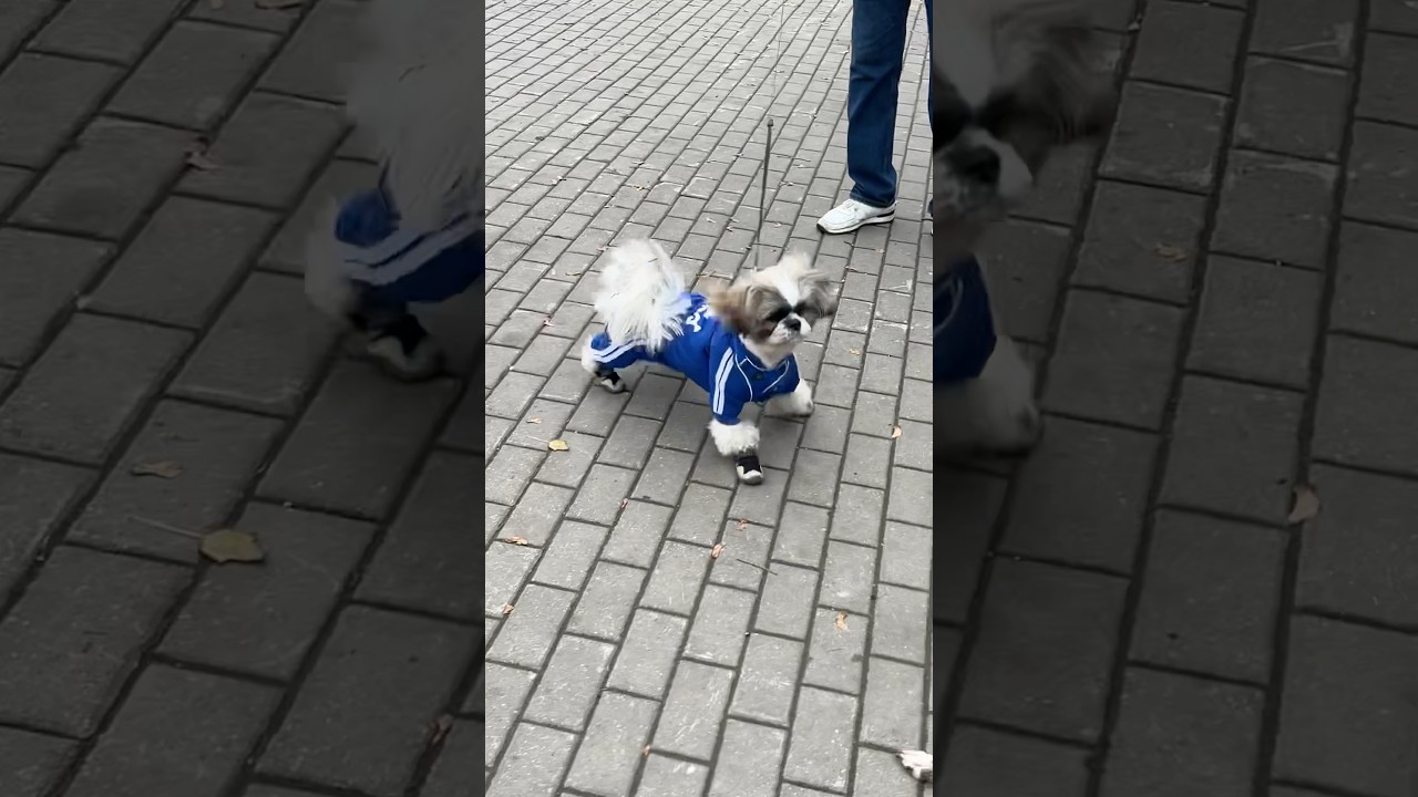 Adidas dog #dog #adidas