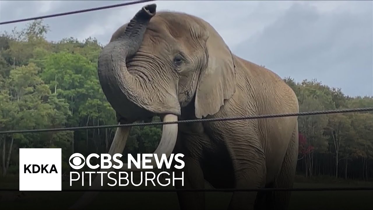 Pittsburgh Zoo moving 2 elephants to conservation center with hope of growing herd