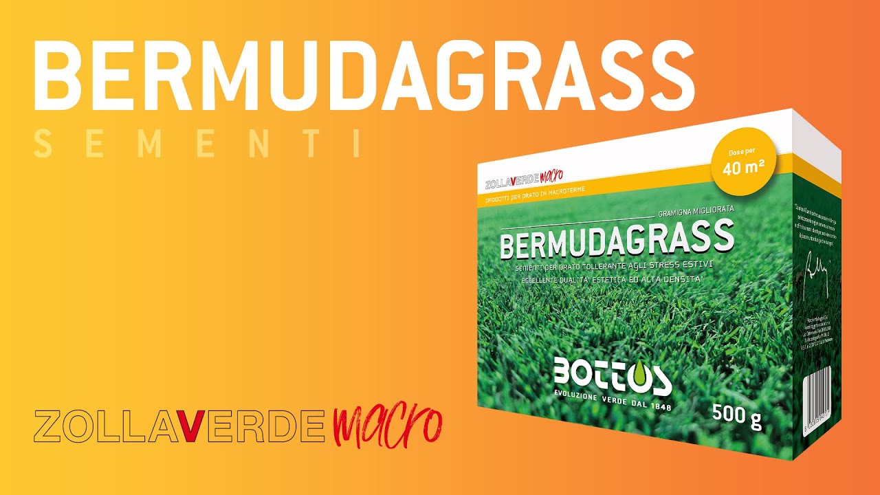 SEMENTI MACROTERME - Bermudagrass (100% Bermudagrass)
