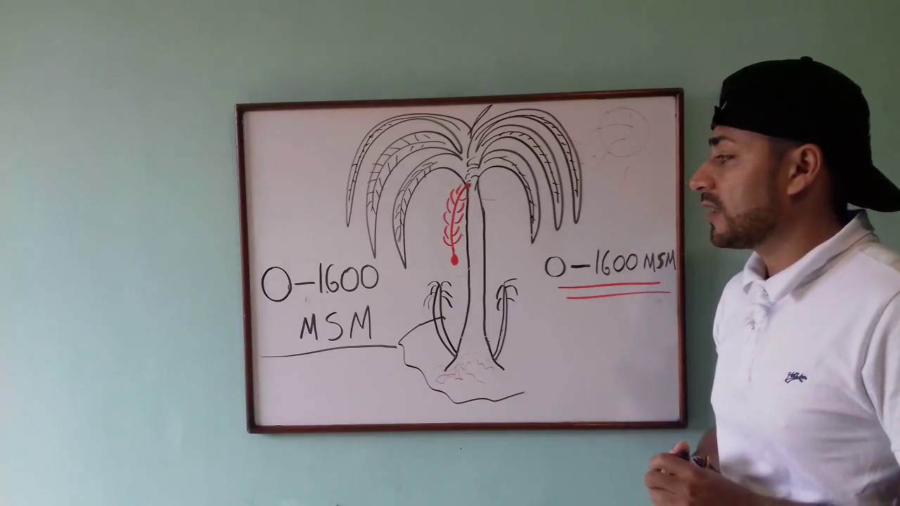 QUE ALTURA SOBRE EL NIVEL DEL MAR SE RECOMIENDA PARA SEMBRAR CULTIVO DE PLÁTANO Y BANANO?