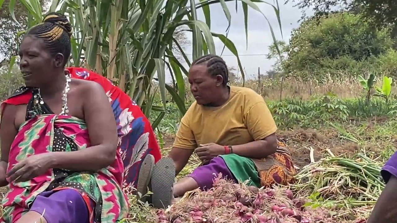 Kilimo Bora cha Kitunguu Kupitia Mbinu za Kilimo Hai